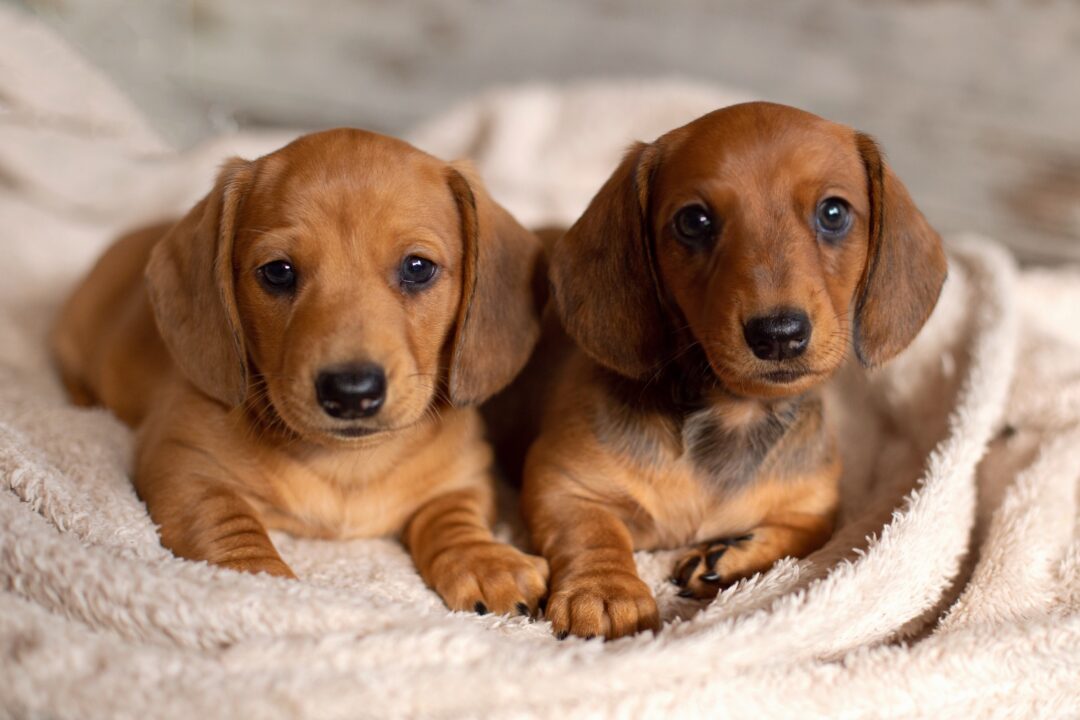 How Much Does a Mini Dachshund Cost? (2024 Price Guide)