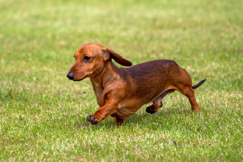 How Much Does a Mini Dachshund Cost? (2024 Price Guide)