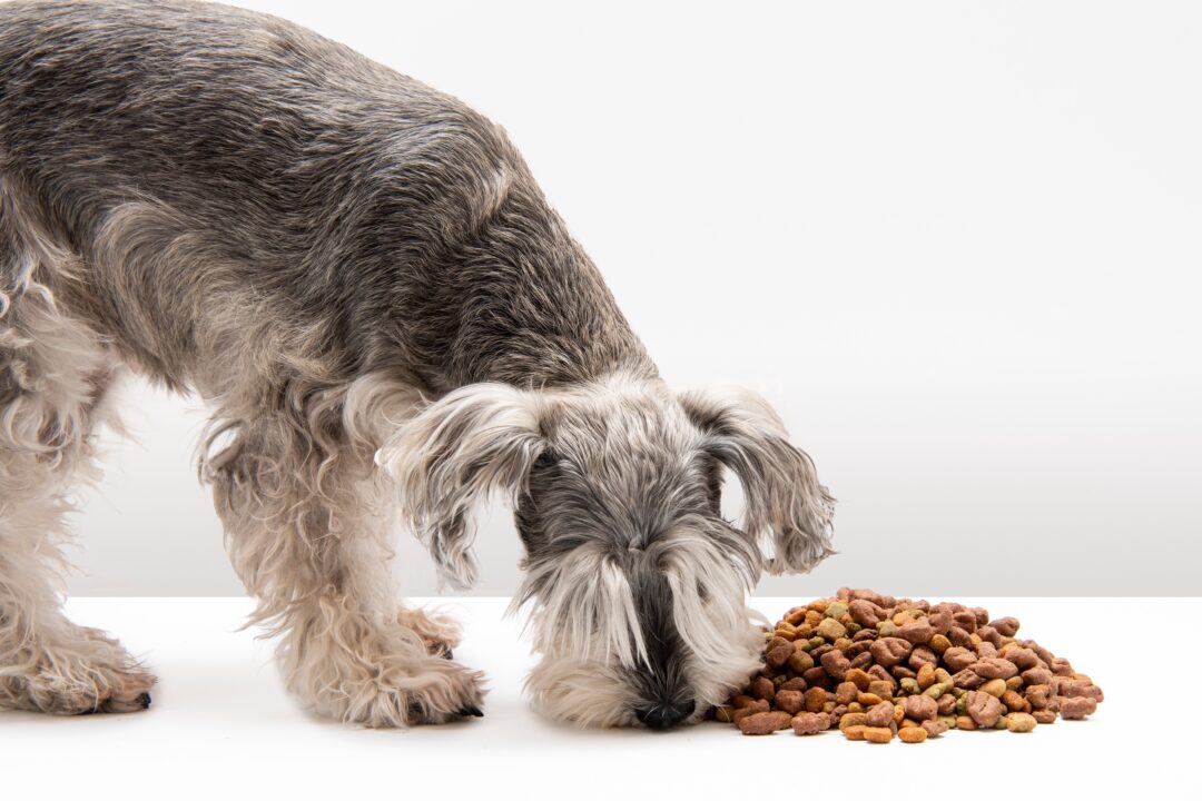 How Much to Feed a Miniature Schnauzer (Feeding Chart & Guide)