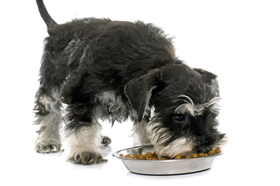 How Much to Feed a Miniature Schnauzer (Feeding Chart & Guide)