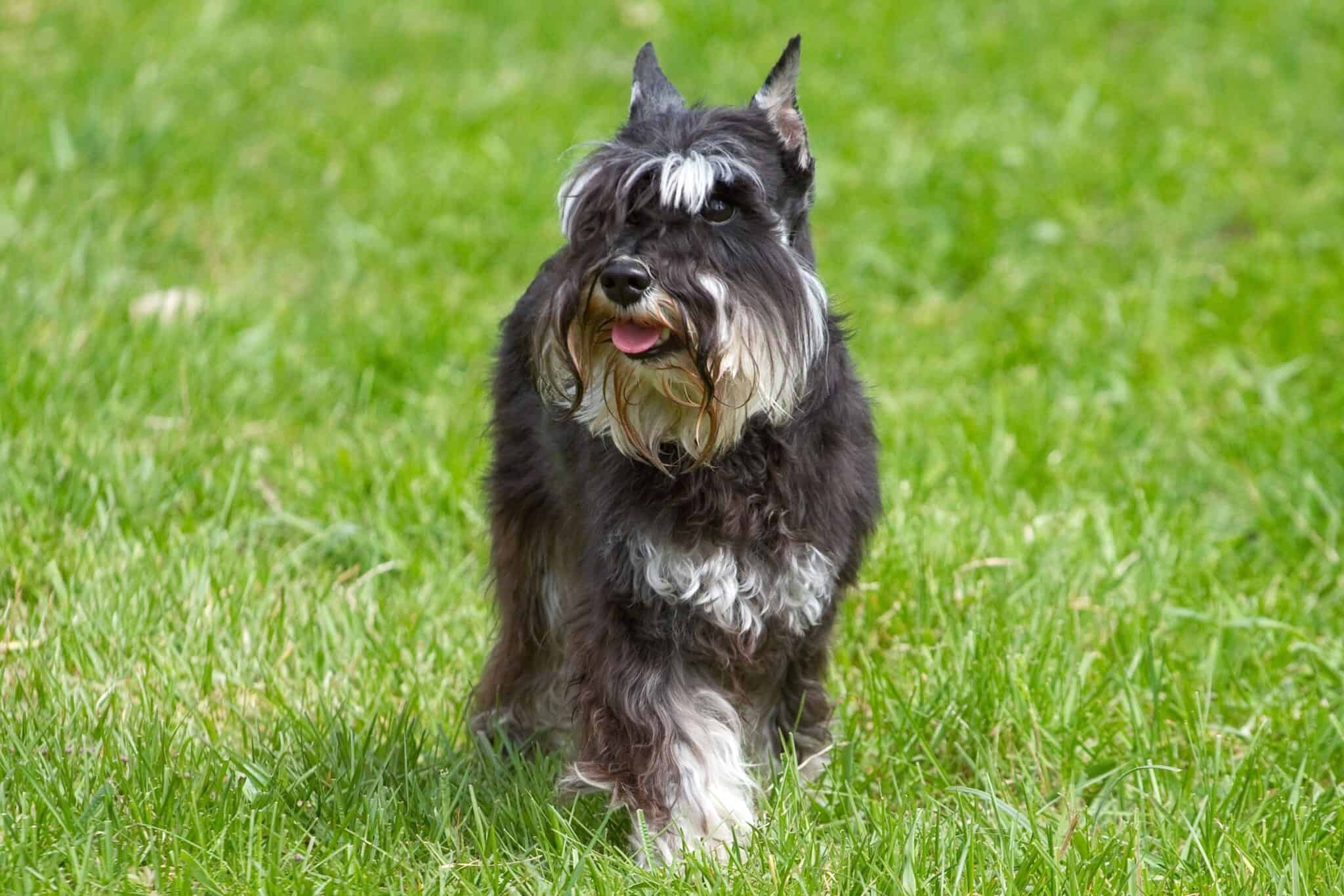 Schnauzer Ear Cropping: Everything You Need to Know