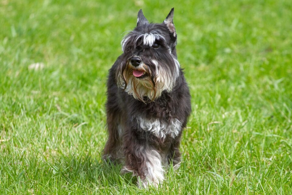Schnauzer Ear Cropping Everything You Need to Know
