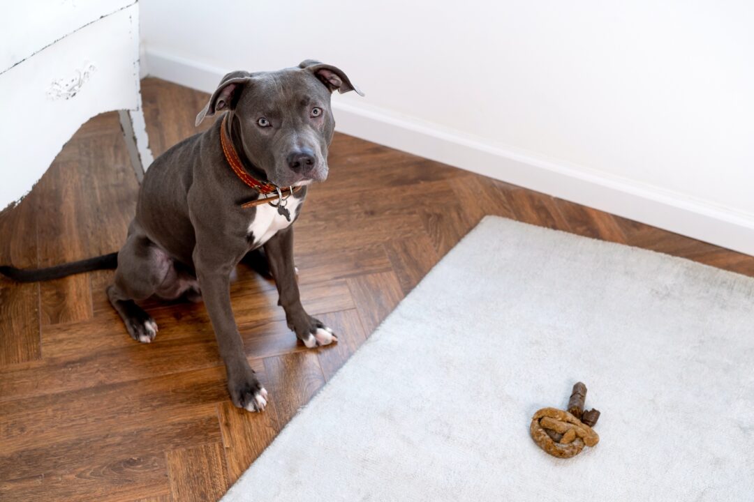 Orange Dog Poop Causes, Meaning & Treatments (With FAQs)