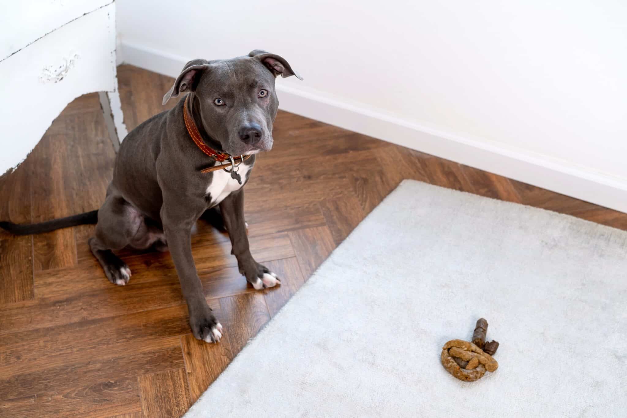 Green Dog Poop Causes, Meaning & Treatments (With FAQs)