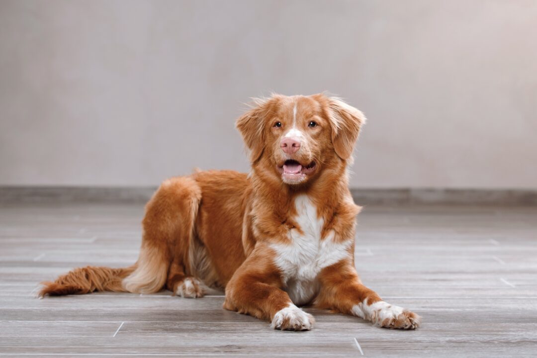 Nova Scotia Duck Tolling Retriever Pudel Mix www.bubblypet.com