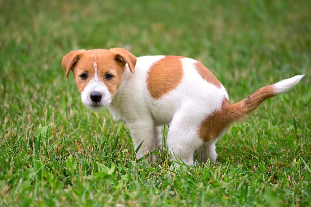 Orange dog poop puppy doing his toilet