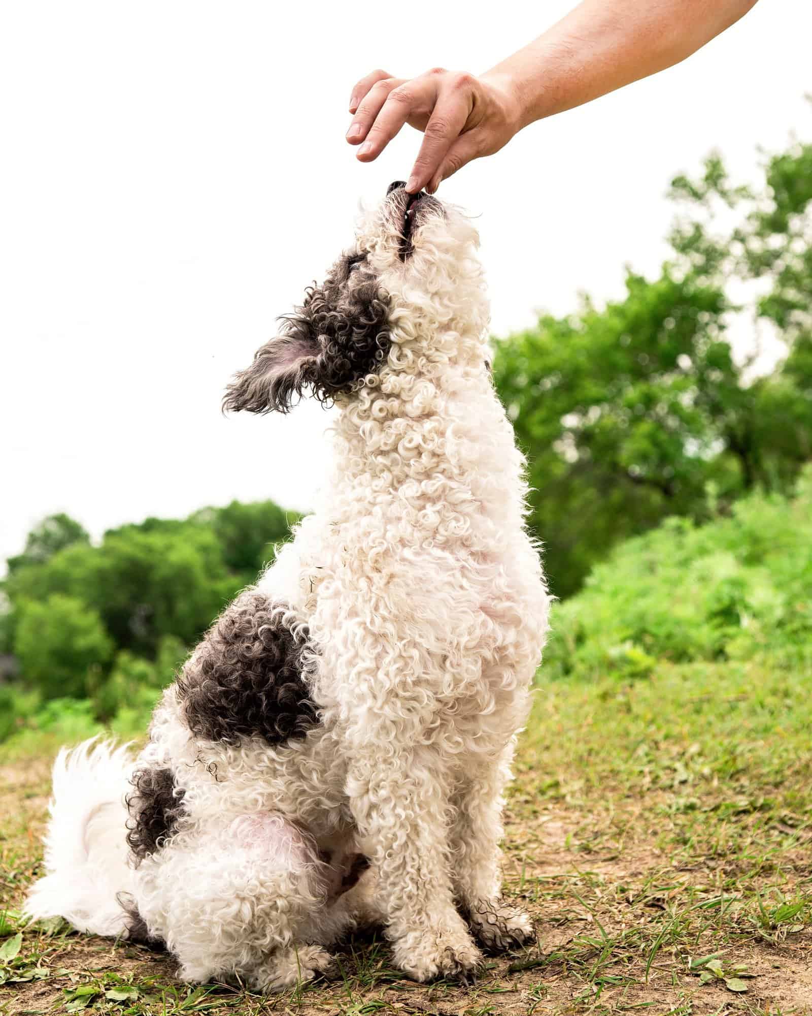 How Much to Feed a Bichon Frise (Puppy & Adult Feeding Chart)