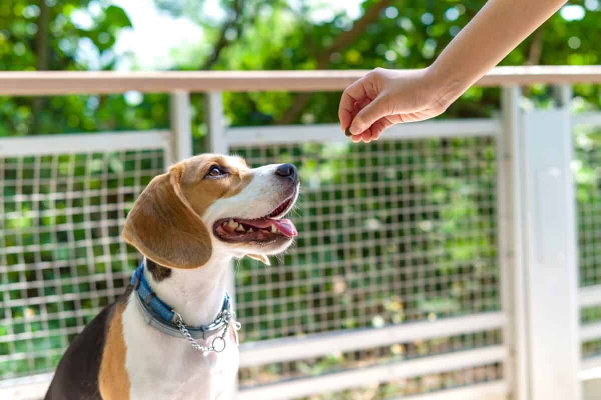 Owner feeding a happy Beagle dog kibble