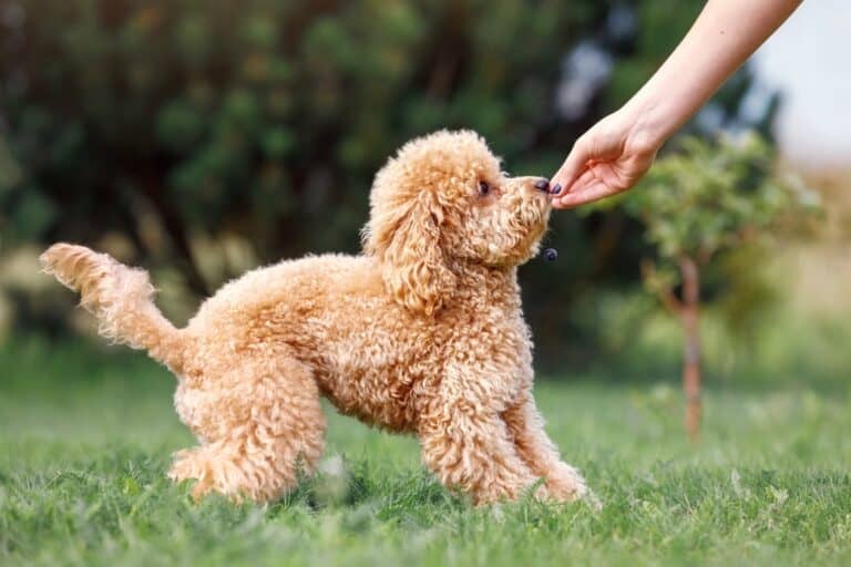 How Much to Feed a Poodle (Puppy & Adult Feeding Chart)