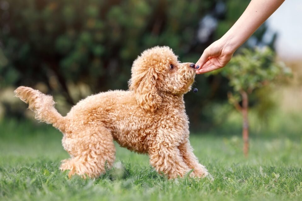How Much to Feed a Poodle (Puppy & Adult Feeding Chart)