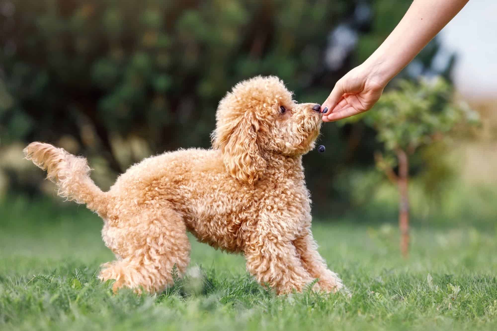 How Much to Feed a Poodle (Puppy & Adult Feeding Chart)