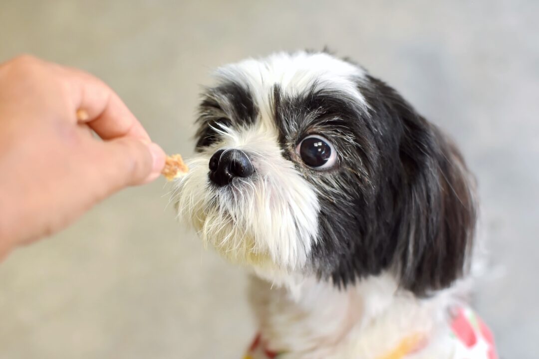 How Much to Feed a Shih Tzu (Puppy & Adult Feeding Chart)
