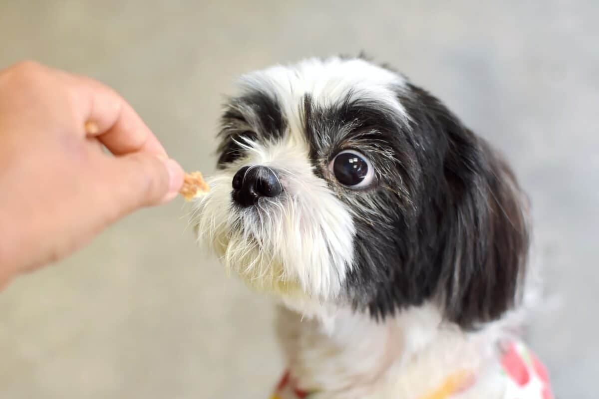 Owner feeding his Shih Tzu dog food
