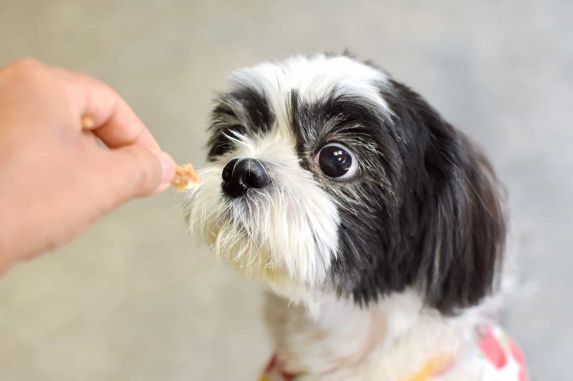 How Much to Feed a Shih Tzu (Puppy & Adult Feeding Chart)