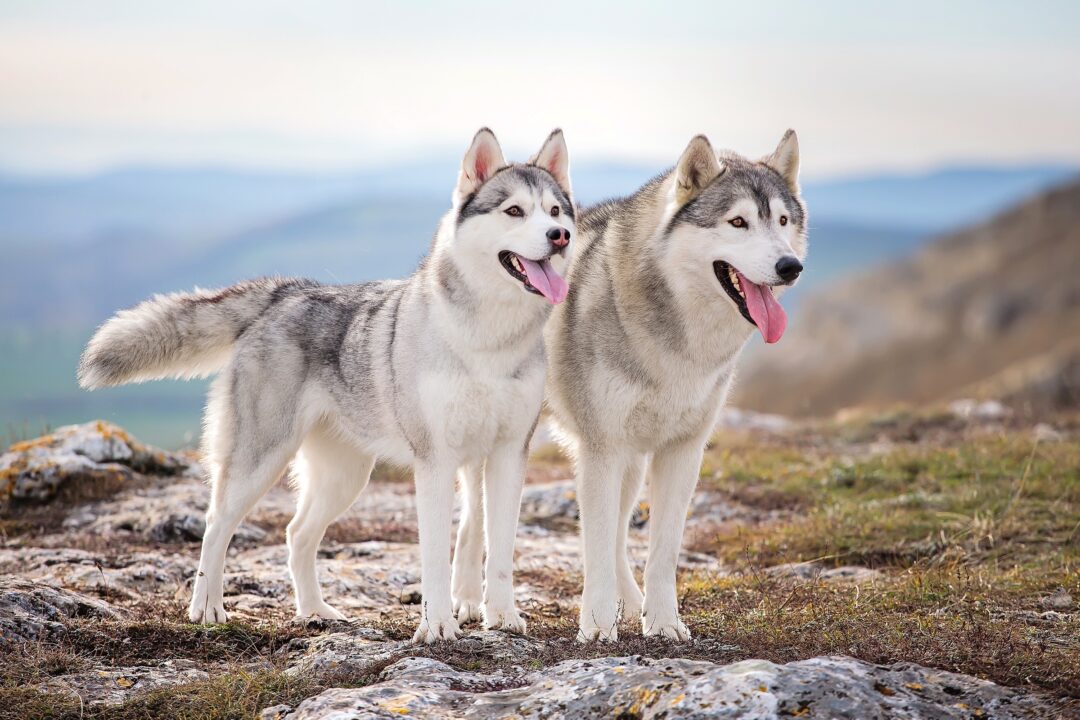 Why Do Huskies Have Curly Tails? Complete Husky Tail Guide