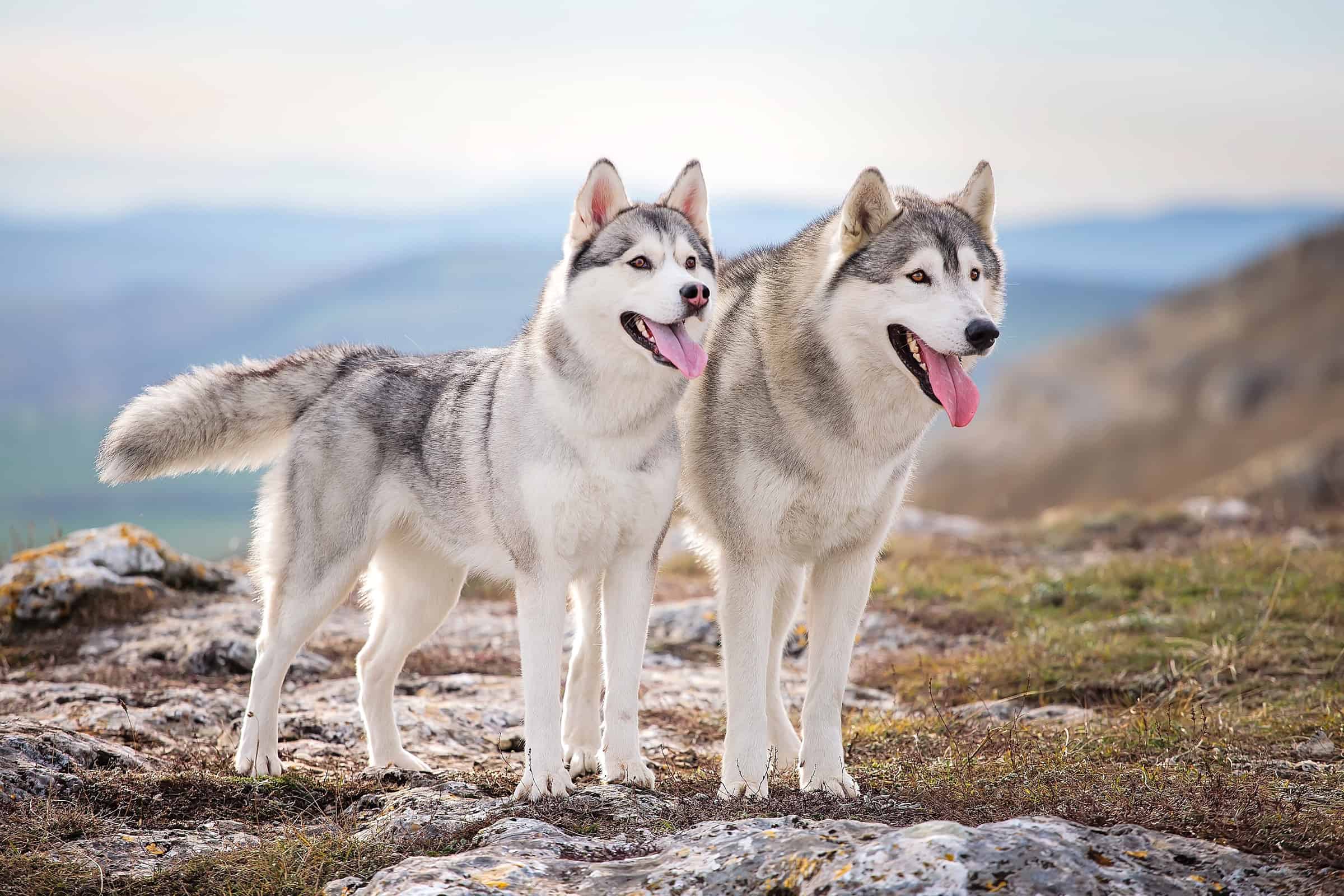 Why Do Huskies Have Curly Tails? Complete Husky Tail Guide