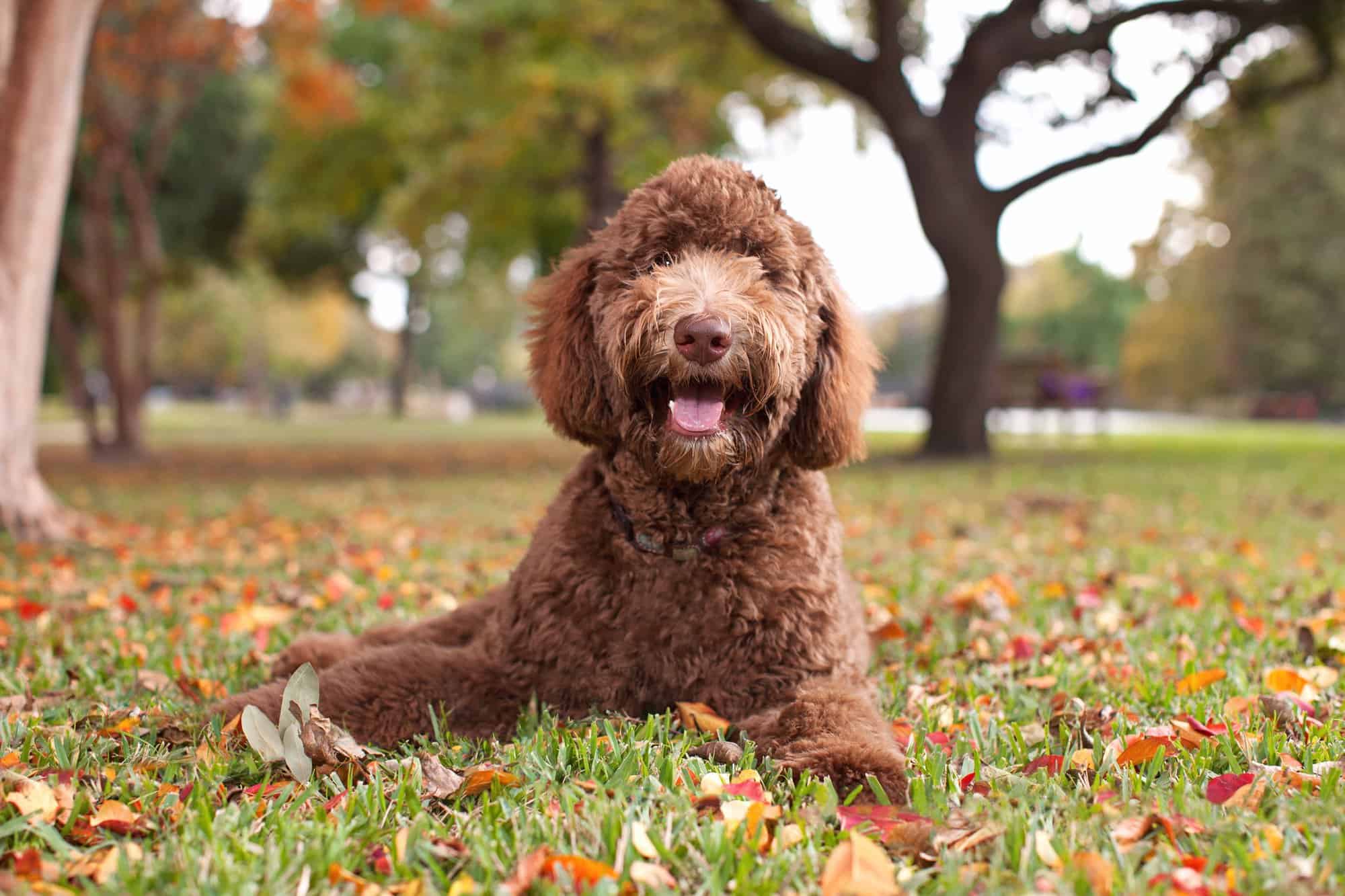 How Much to Feed a Labradoodle (Puppy & Adult Feeding Chart)