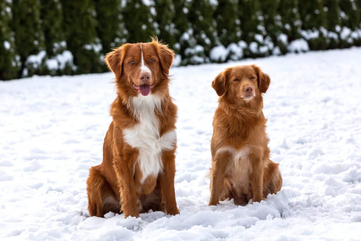 Nova Scotia Duck Tolling Retriever Breed Information Pictures Nova Scotia Duck Tolling Retriever Breed Information Pictures