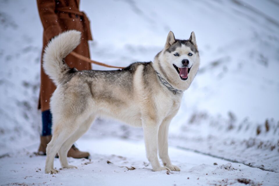 Why Do Huskies Have Curly Tails? Complete Husky Tail Guide