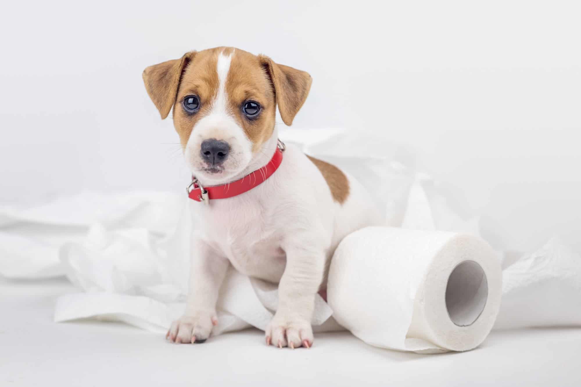 Puppy Has Diarrhea But Still Playful Causes & What to Do