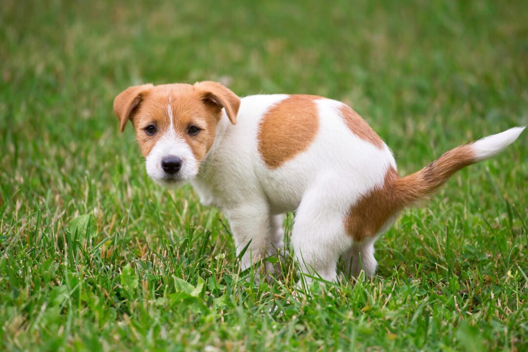 puppy-has-diarrhea-but-still-playful-causes-what-to-do