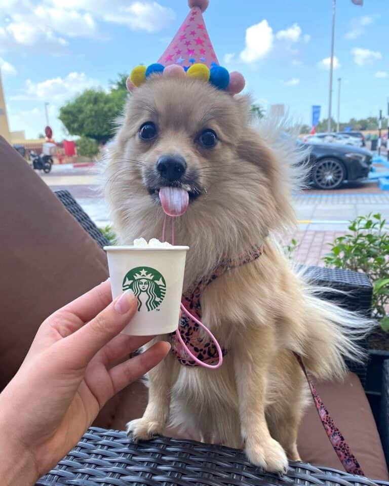 What Is a Starbucks Puppuccino? Cost, Ingredients & FAQs