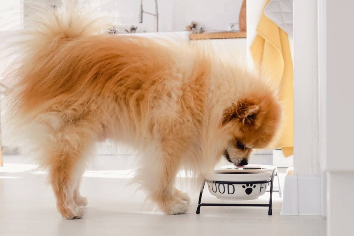 Pomeranian dog is eating from dog bowl