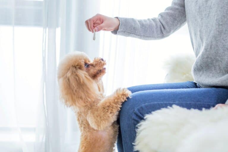 How Much to Feed a Poodle (Puppy & Adult Feeding Chart)