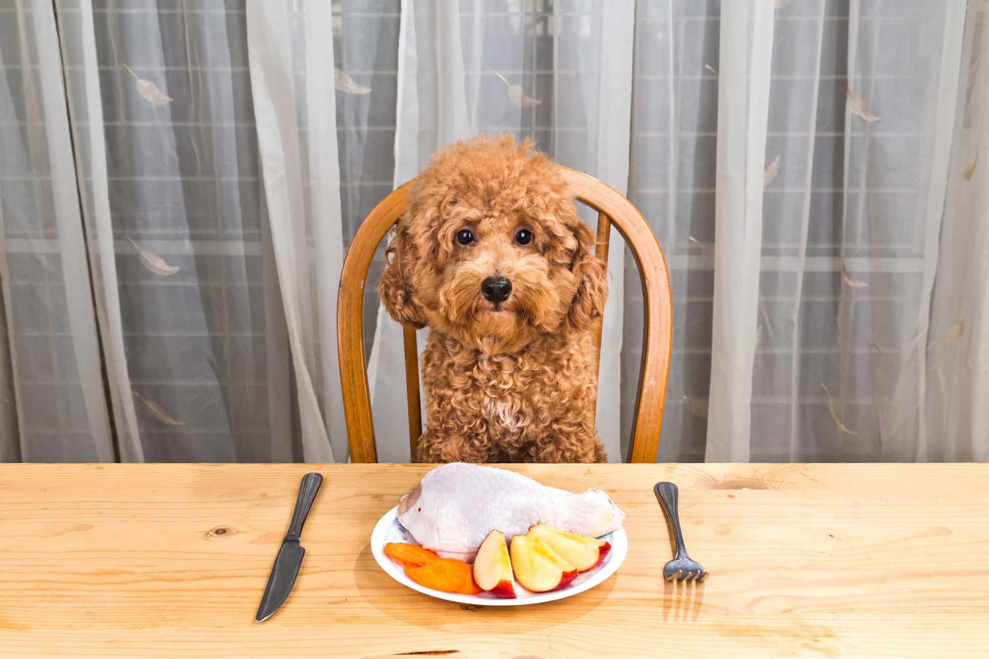 How Much to Feed a Poodle (Puppy & Adult Feeding Chart)