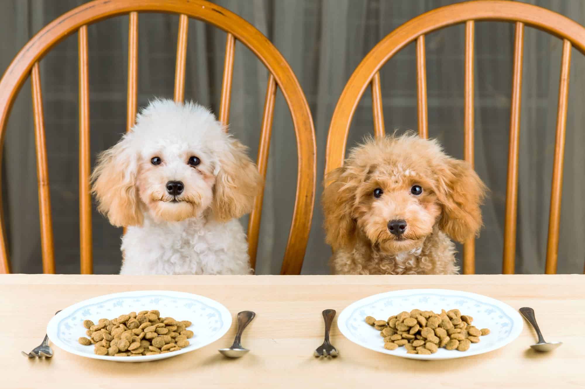 How Much to Feed a Poodle (Puppy & Adult Feeding Chart)