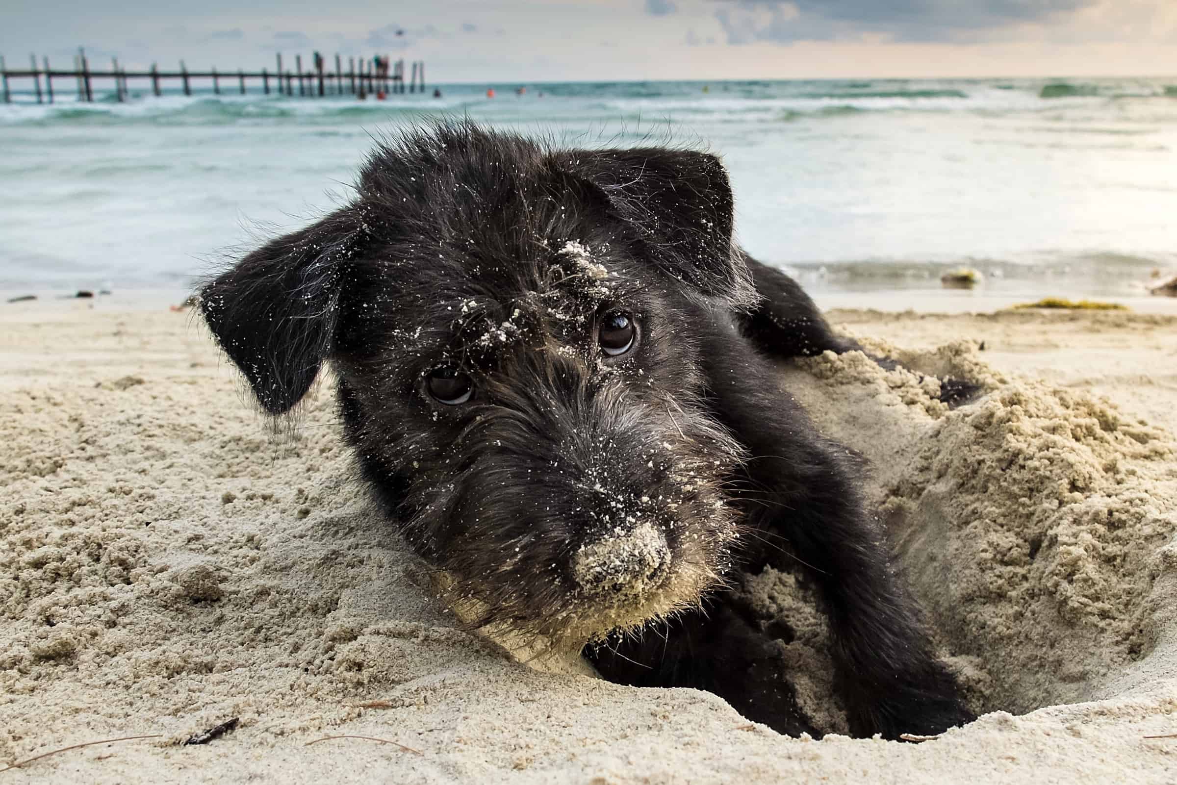 Black Yorkie Facts, Traits & More (With Pictures)