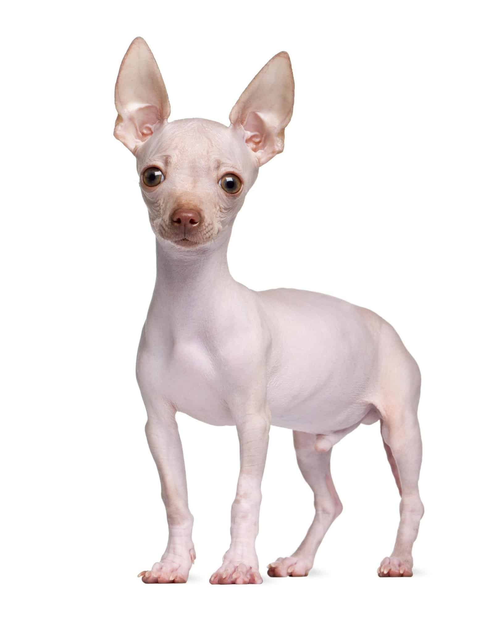 Hairless Chihuahua: Facts, Genetics & Traits (With Pictures)