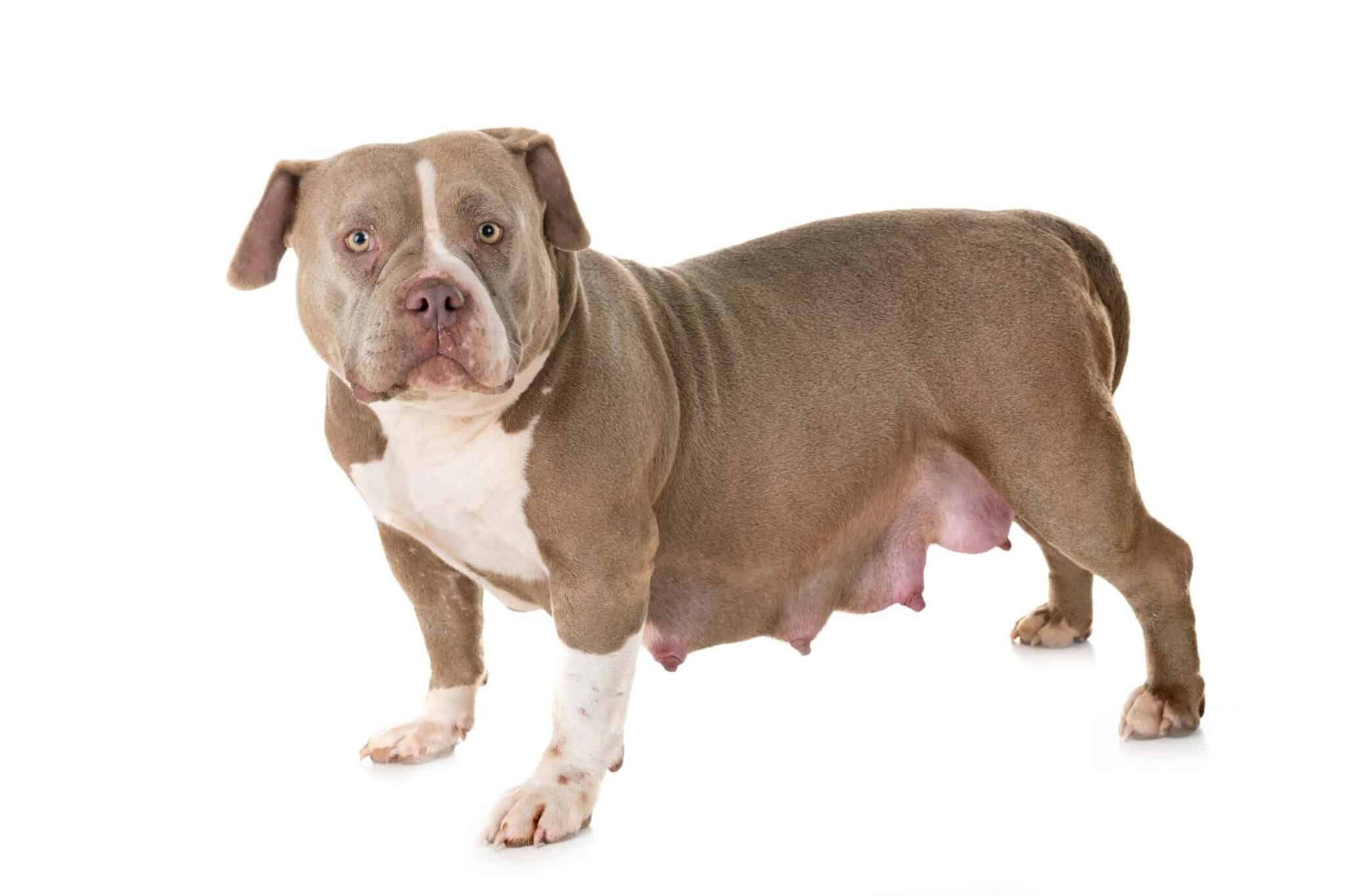 american-bully-pregnancy-length-stages-signs-care-tips