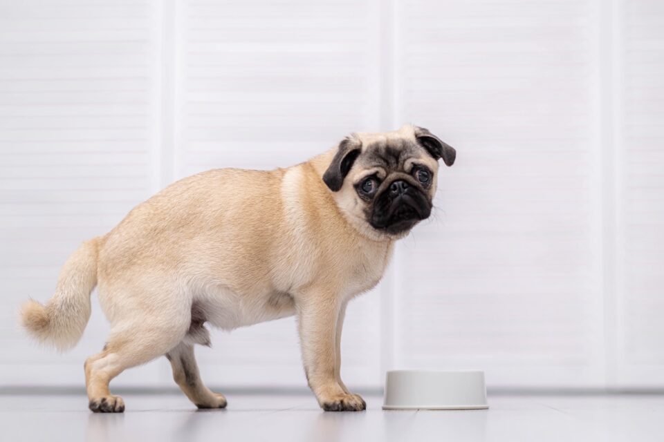 How Much to Feed a Pug (Puppy & Adult Feeding Chart)