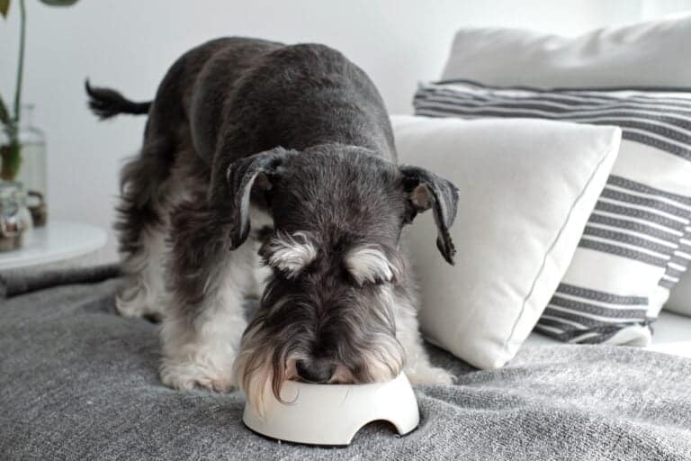 Image showcasing How Much to Feed a Miniature Schnauzer (Feeding Chart & Guide)