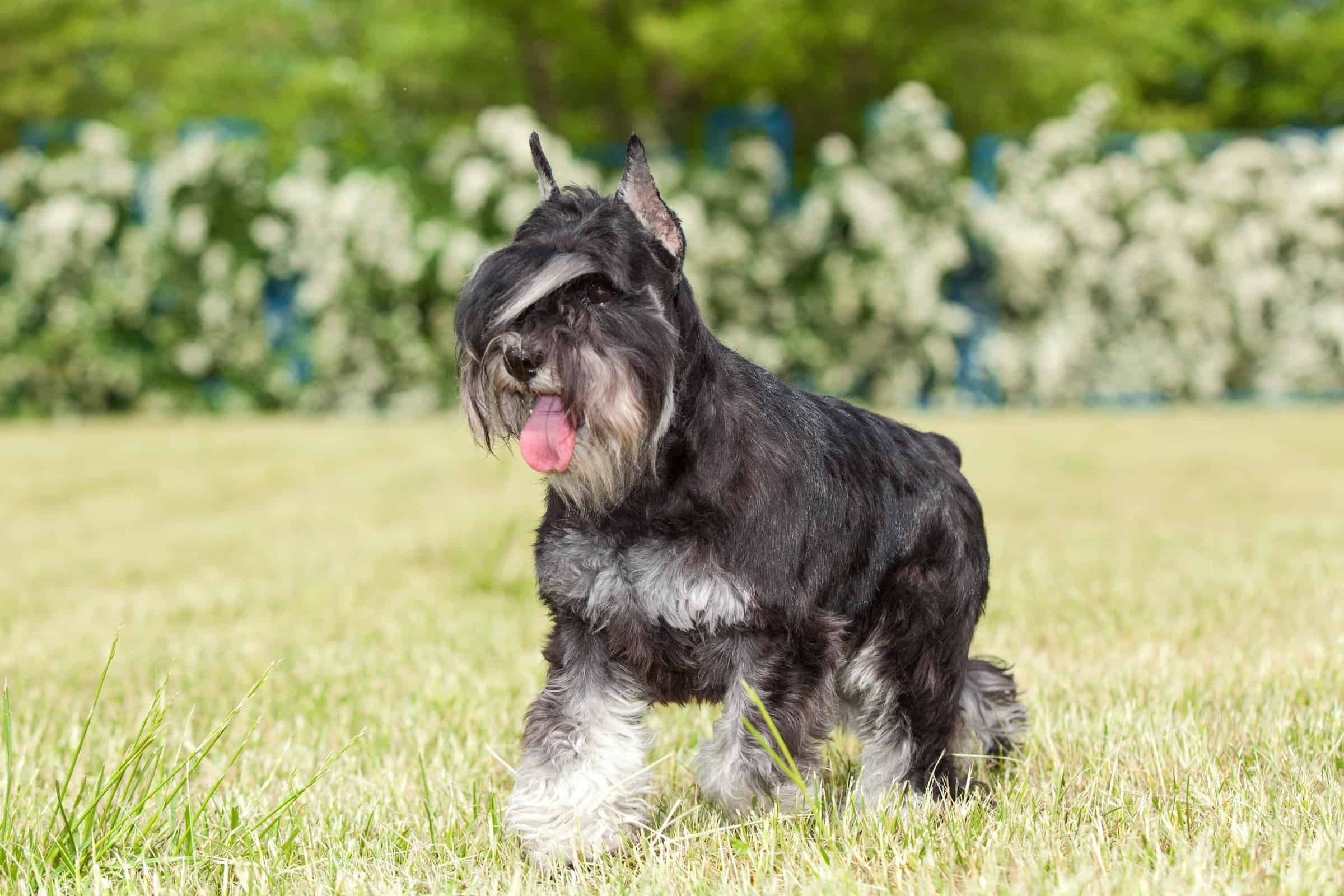 Schnauzer Ear Cropping: Everything You Need to Know