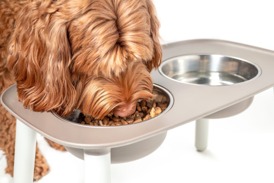 How Much to Feed a Labradoodle (Puppy & Adult Feeding Chart)