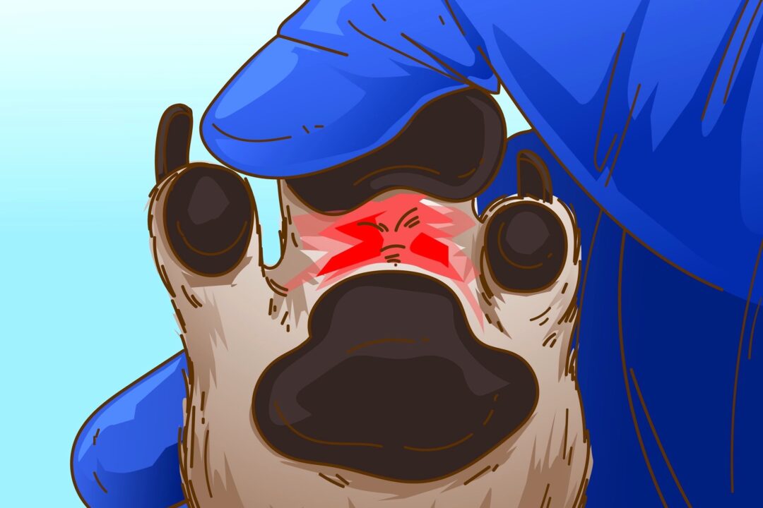 Red Paws on Dogs Causes and Treatments (With FAQs)