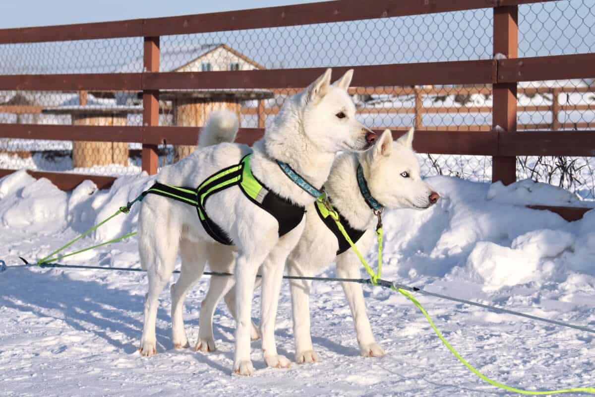 Riding white Huskies in harness in winter