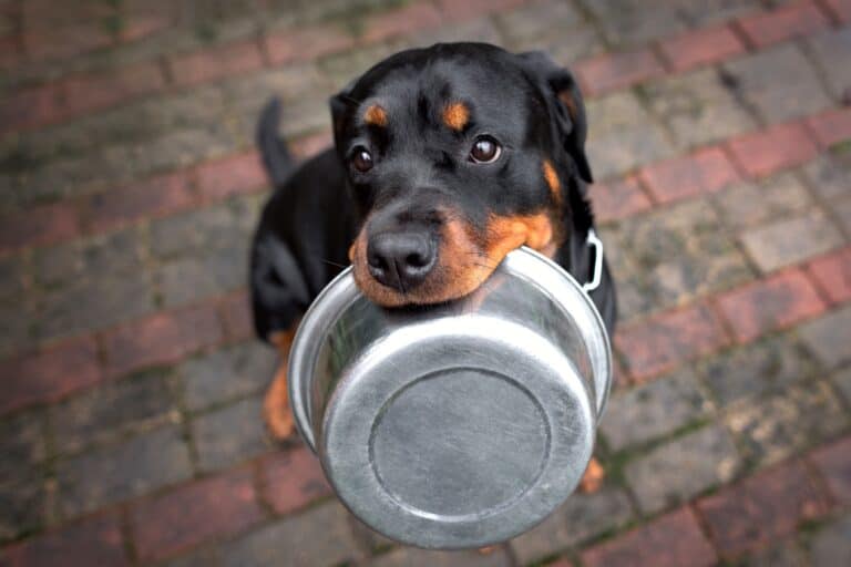 How Much to Feed a Rottweiler (Puppy & Adult Feeding Chart)
