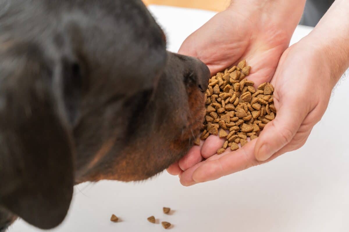 Rottweiler eating dog food on palms