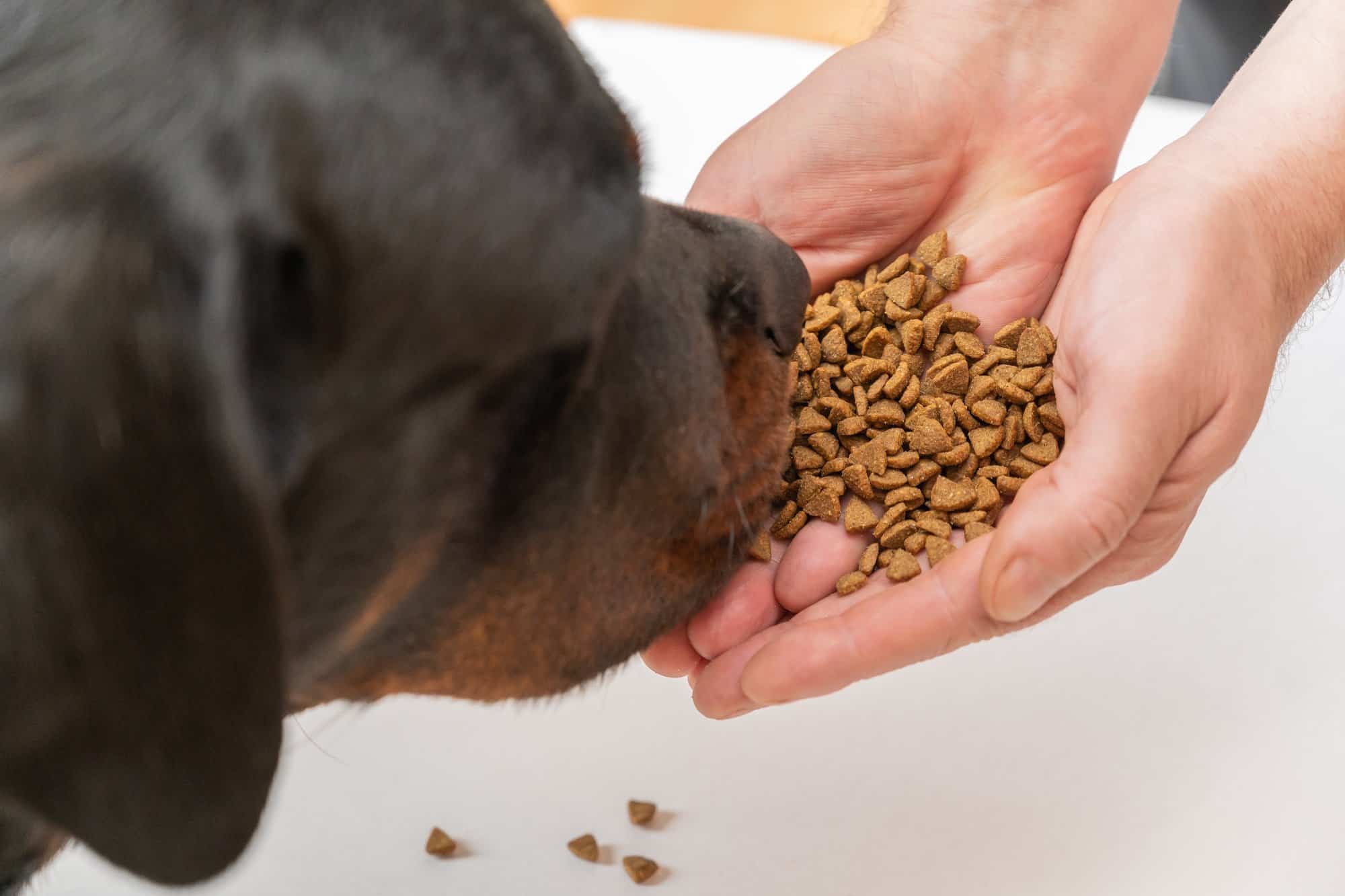 How Much to Feed a Rottweiler (Puppy & Adult Feeding Chart)