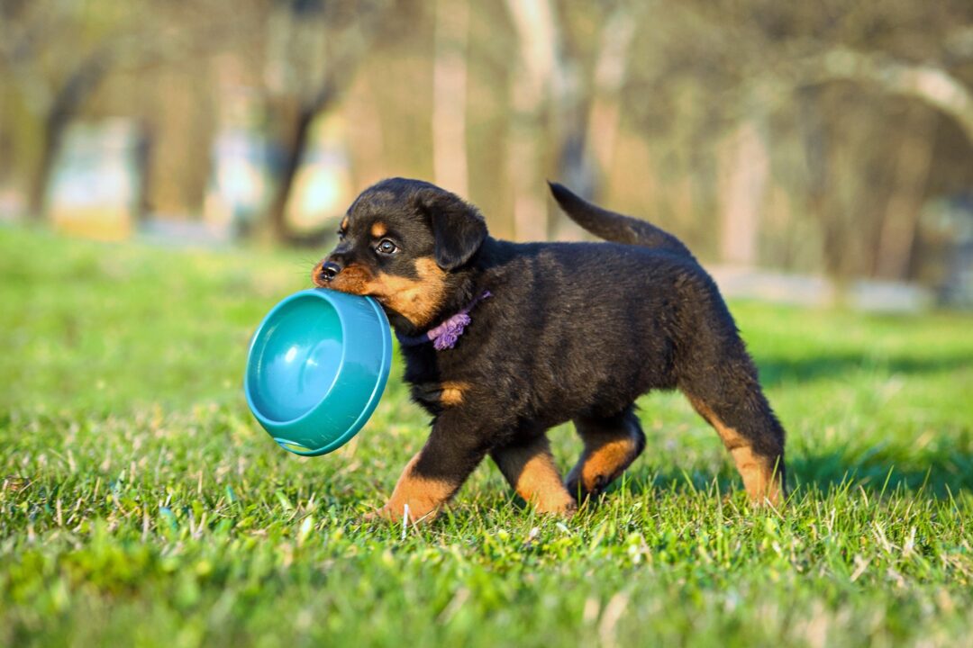 How Much to Feed a Rottweiler (Puppy & Adult Feeding Chart)