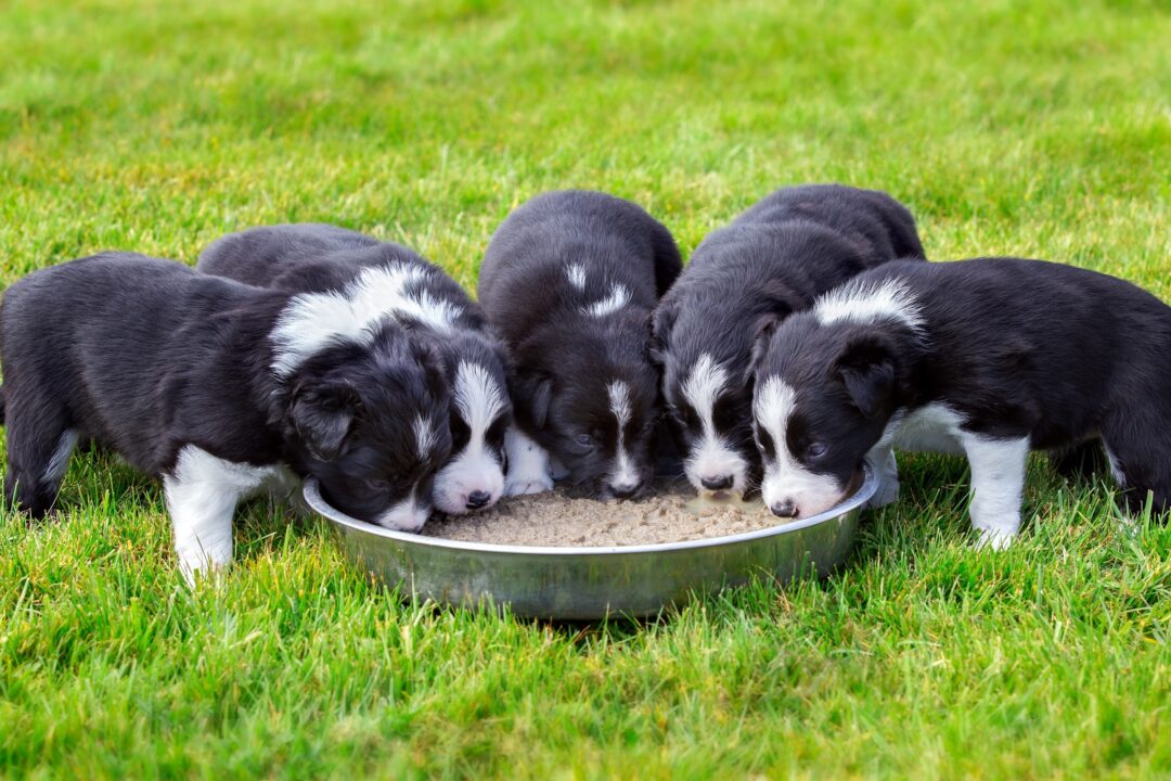 How Much to Feed a Border Collie (Puppy & Adult Feeding Chart)