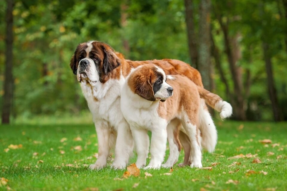 How Much to Feed a Saint Bernard (Feeding Chart & Guide)