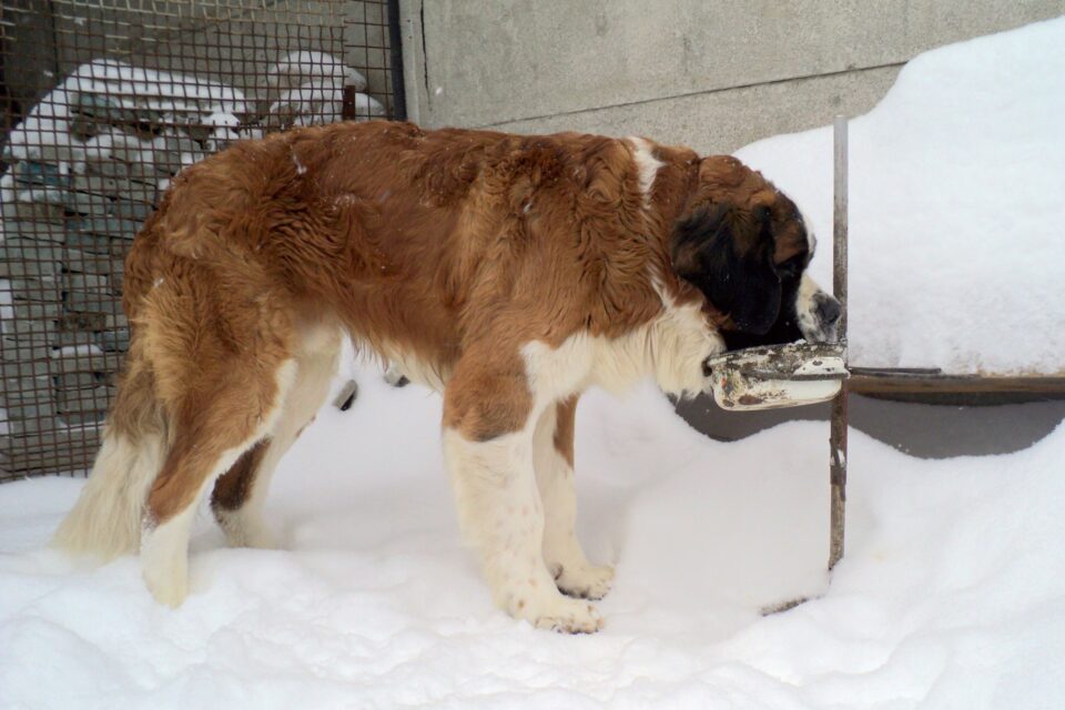 How Much to Feed a Saint Bernard (Feeding Chart & Guide)