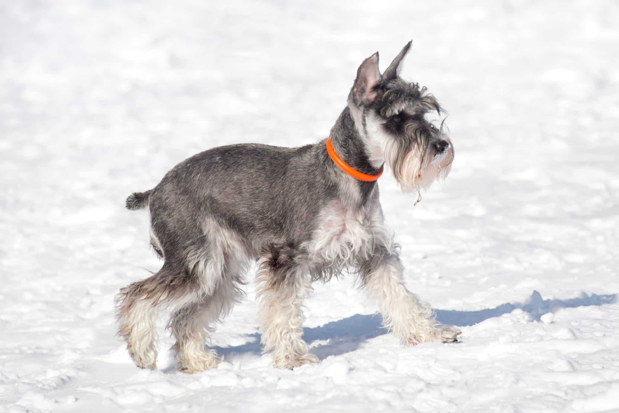Schnauzer Ear Cropping: Everything You Need to Know