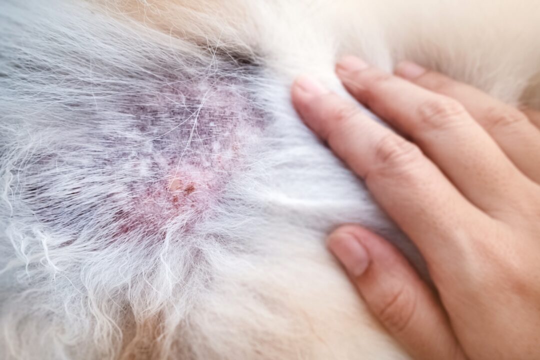 Found Crusty Scabs on Dog’s Back? Types, Causes & Treatment