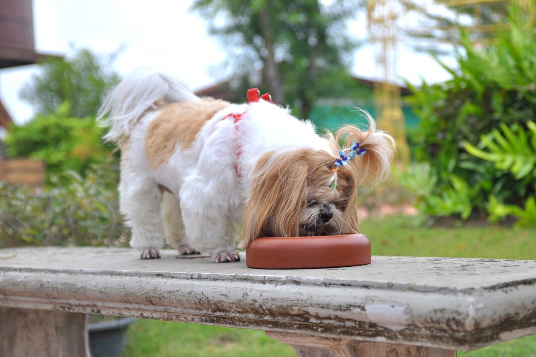 How Much To Feed A Shih Tzu Puppy Adult Feeding Chart 