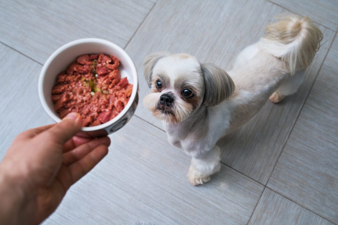How Much to Feed a Shih Tzu (Puppy & Adult Feeding Chart)